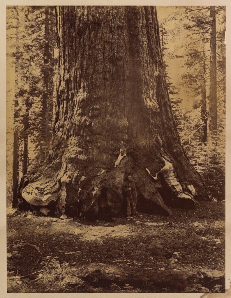 Nineteenth-century photograph of a man standing at the base of a giant sequoia trunk that fills the frame