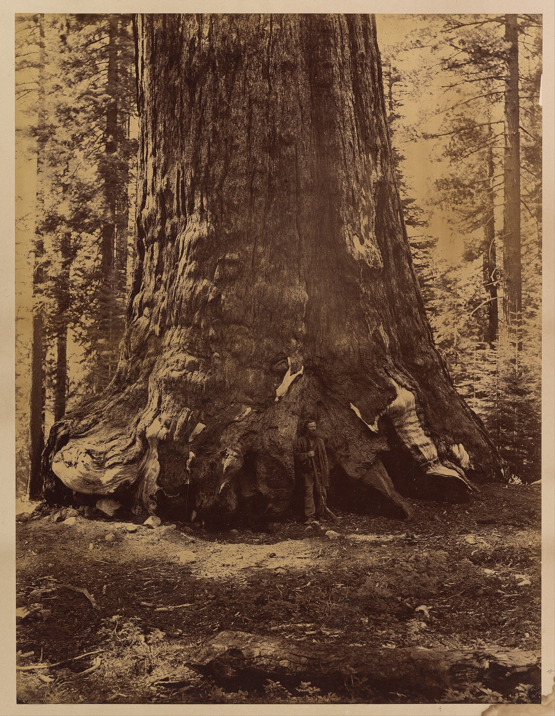 Nineteenth-century photograph of a man standing at the base of a giant sequoia trunk that fills the frame